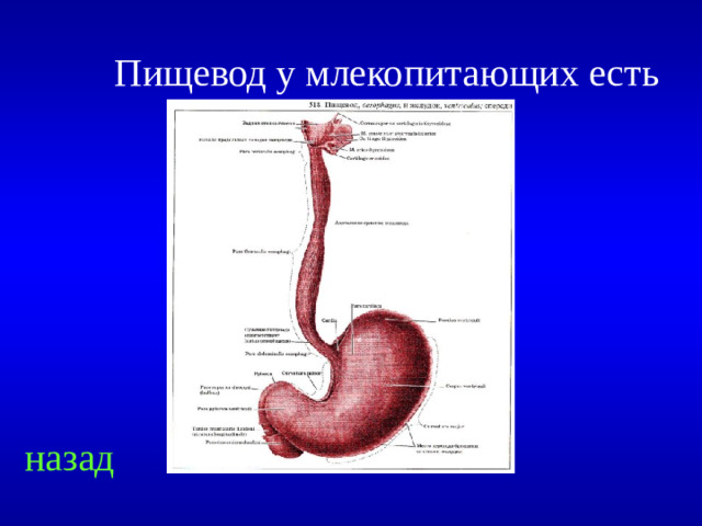 Пищевод у млекопитающих есть   назад