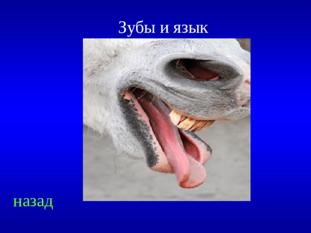Зубы и язык   назад