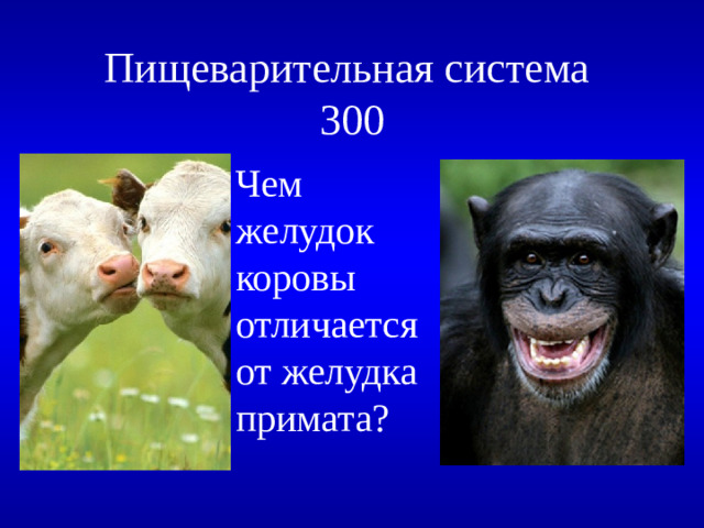 Пищеварительная система  300 Чем желудок коровы отличается от желудка примата?