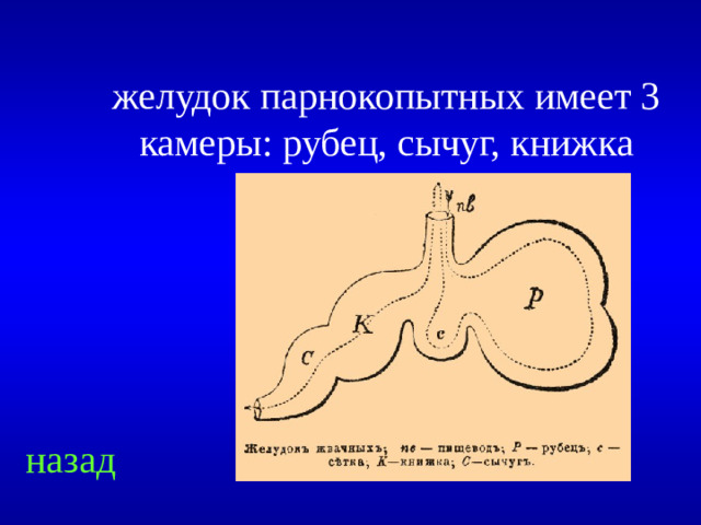 желудок парнокопытных имеет 3 камеры: рубец, сычуг, книжка назад