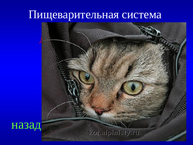 Пищеварительная система  400  Для одного представителя команды Решите ребус назад