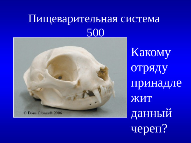 Пищеварительная система  500 Какому отряду принадлежит данный череп?