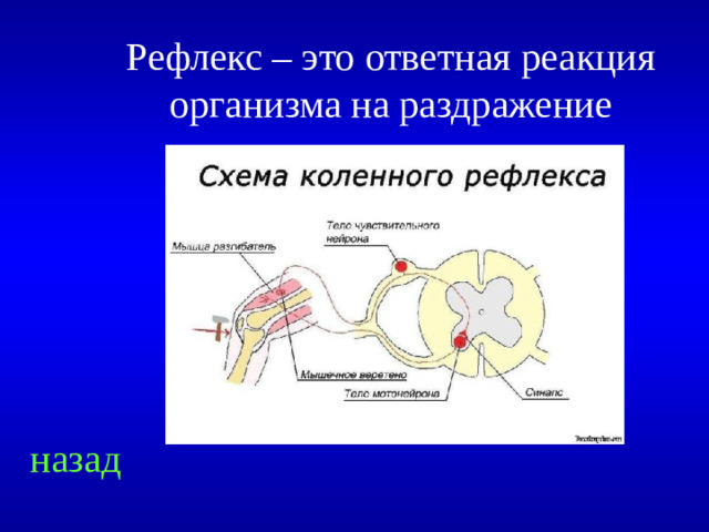 Рефлекс – это ответная реакция организма на раздражение назад