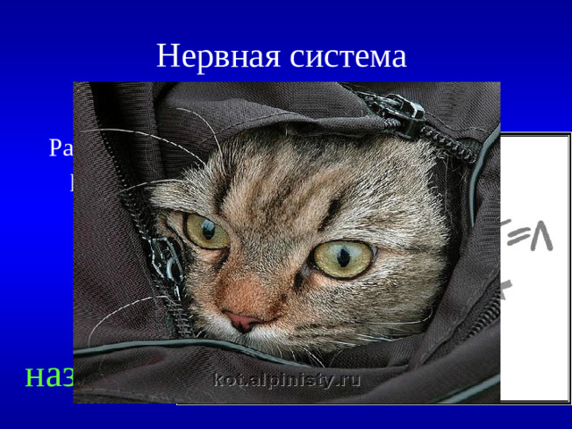 Нервная система  400 Разгадайте ребус назад