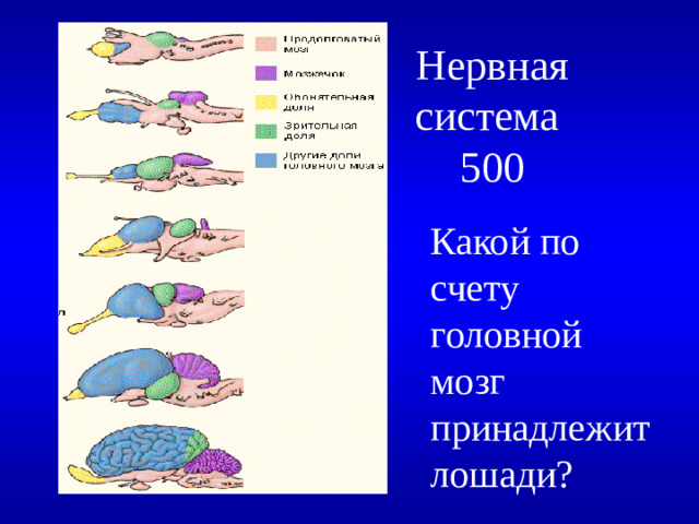 Нервная система  500 Какой по счету головной мозг принадлежит лошади?