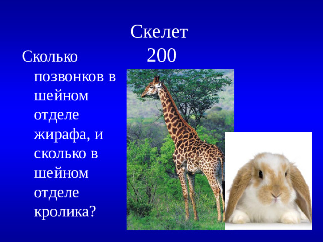Скелет  200 Сколько позвонков в шейном отделе жирафа, и сколько в шейном отделе кролика?