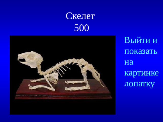 Скелет  500 Выйти и показать на картинке лопатку