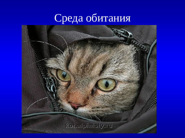 Среда обитания  100 Поэтический вопрос (для одного участника команды) Необходимо расположить правую часть стихотворения в соответствии с левой