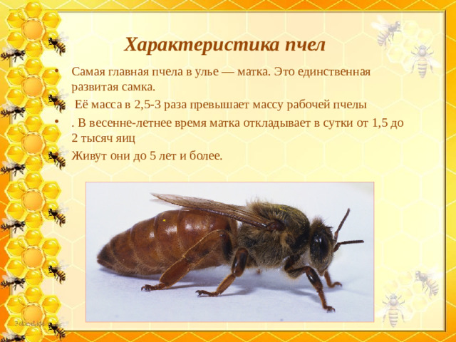 Характеристика пчел
