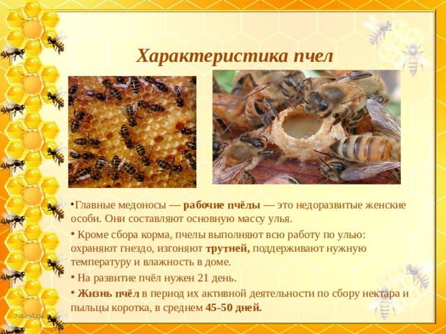 Характеристика пчел