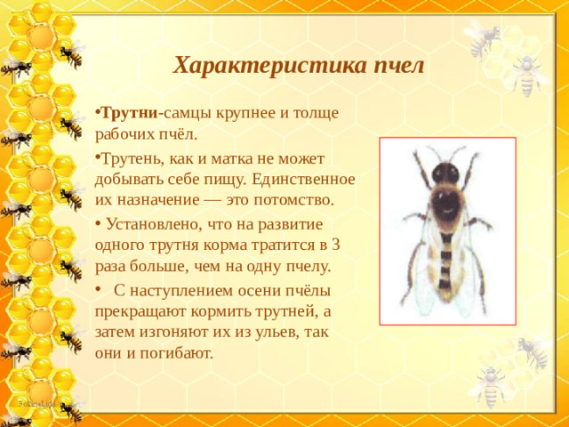 Характеристика пчел