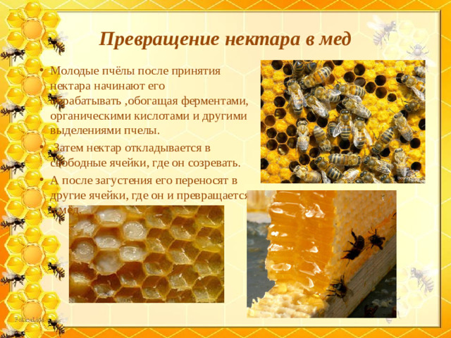 Превращение нектара в мед