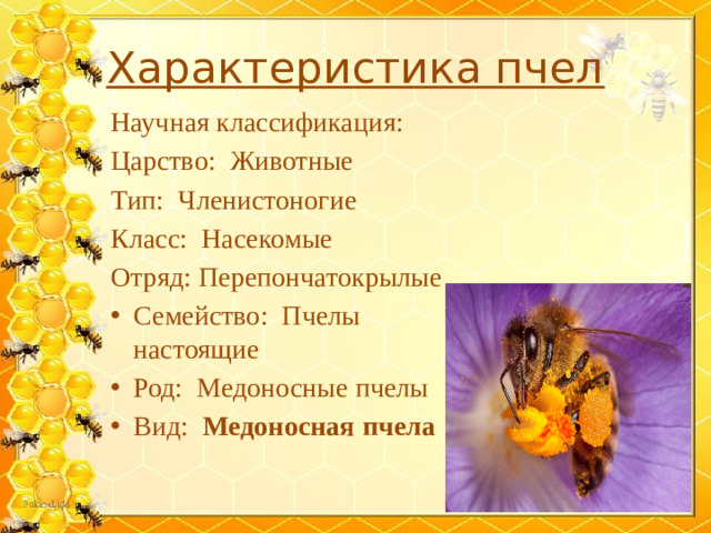 Характеристика пчел Научная классификация: Царство:  Животные Тип:  Членистоногие Класс:  Насекомые Отряд: Перепончатокрылые