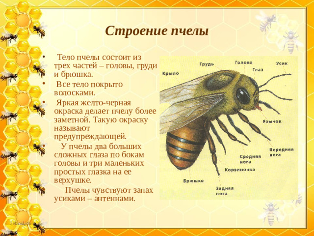Строение пчелы