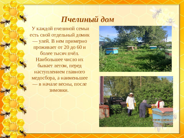 Пчелиный дом  У каждой пчелиной семьи есть свой отдельный домик — улей. В нем примерно проживает от 20 до 60 и более тысяч пчёл. Наибольшее число их бывает летом, перед наступлением главного медосбора, а наименьшее — в начале весны, после зимовки.
