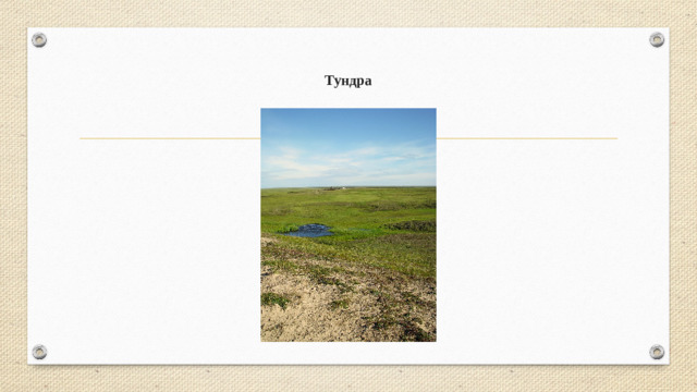 Тундра