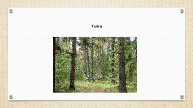 Тайга