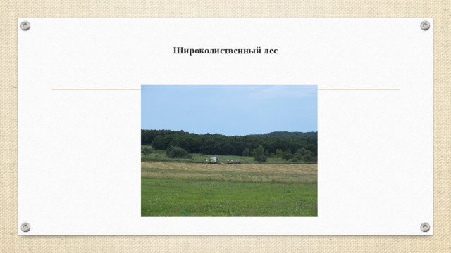 Широколиственный лес