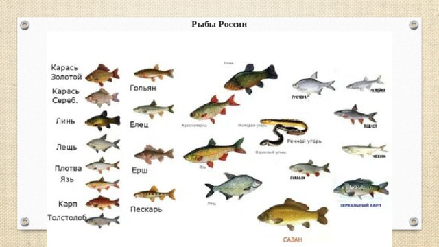 Рыбы России