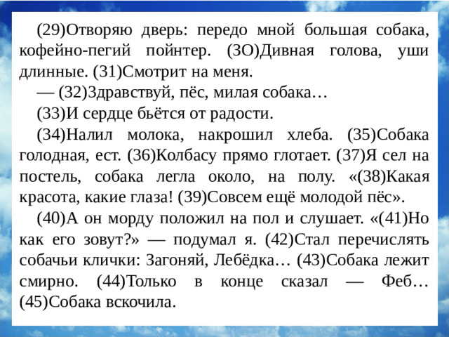 (29)Отворяю дверь: передо мной большая собака, кофейно-пегий пойнтер. (ЗО)Дивная голова, уши длинные. (31)Смотрит на меня. — (32)3дравствуй, пёс, милая собака… (33)И сердце бьётся от радости. (34)Налил молока, накрошил хлеба. (35)Собака голодная, ест. (36)Колбасу прямо глотает. (37)Я сел на постель, собака легла около, на полу. «(38)Какая красота, какие глаза! (39)Совсем ещё молодой пёс». (40)А он морду положил на пол и слушает. «(41)Но как его зовут?» — подумал я. (42)Стал перечислять собачьи клички: Загоняй, Лебёдка… (43)Собака лежит смирно. (44)Только в конце сказал — Феб… (45)Собака вскочила.