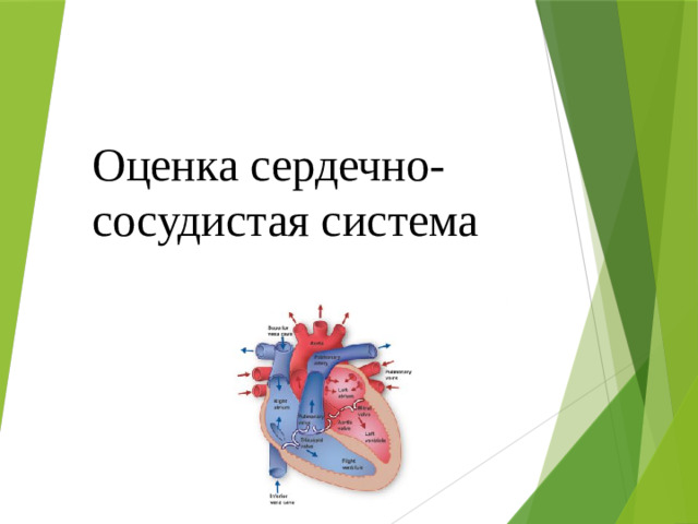 Оценка сердечно-сосудистая система