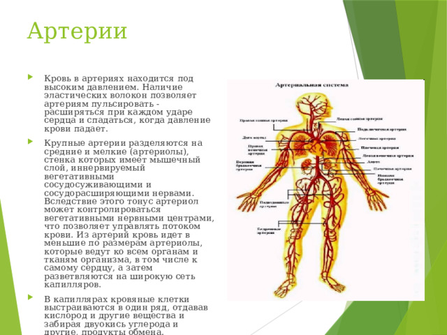 Артерии