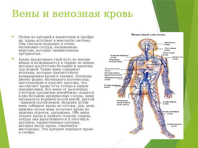 Вены и венозная кровь
