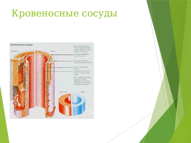 Кровеносные сосуды