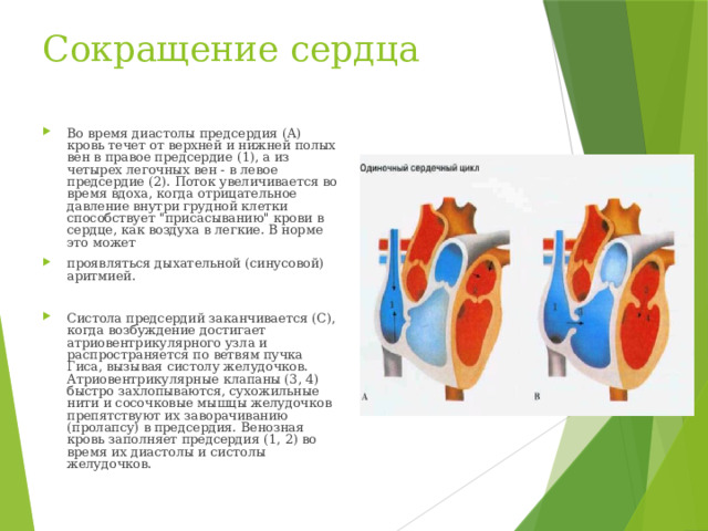 Сокращение сердца