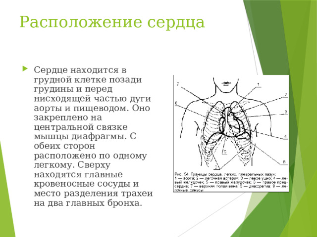 Расположение сердца