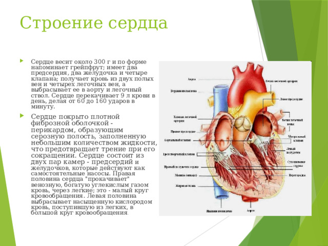 Строение сердца