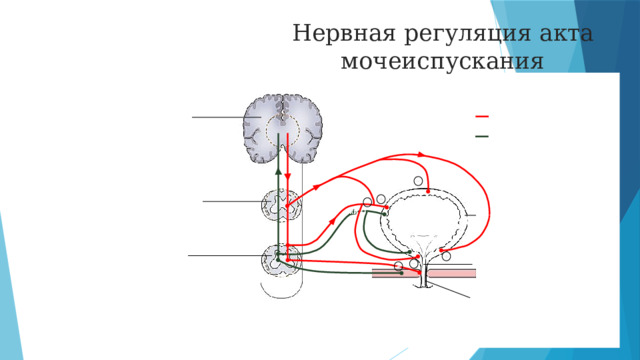 Нервная регуляция акта мочеиспускания Центр  мочеиспускания  Двигательные  нервы Чувствительные  нервы Подчревный нерв (симпатический) Спинной мозг – Тазовый нерв (парасим-  патический) + Симпатический  центр мочеиспускания – b - рецепторы M2 M3 холинорецепторы Детрузор a - рецепторы Крестцовый центр  мочеиспускания (S2 –S4) Внутренний сфинктер + – + Тазовая диафрагма Наружный сфинктер