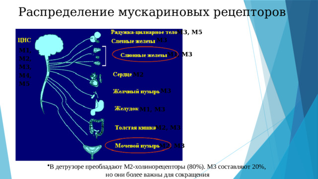 Распределение мускариновых рецепторов М3, М5 М3 М1, М2, М3, М4, М5 М1, М3 М2 М3 М1, М3 М2, М3 М2, М3 В детрузоре преобладают М2-холинорецепторы (80%). М3 составляют 20%, но они более важны для сокращения
