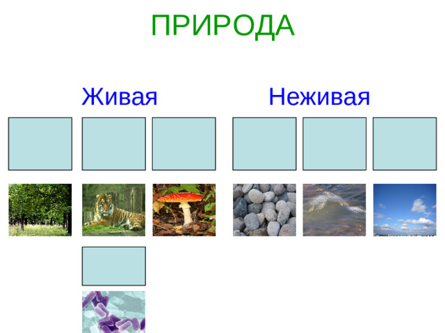 ПРИРОДА   Живая Неживая животные грибы растения облака камни вода бактерии