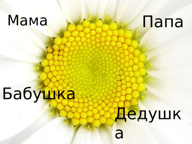 Мама Папа Бабушка Дедушка