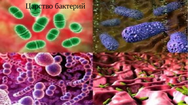 Царство бактерий