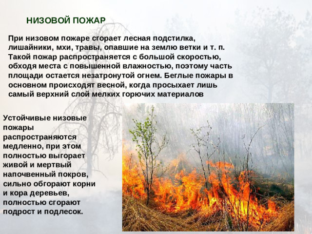 НИЗОВОЙ ПОЖАР  При низовом пожаре сгорает лесная подстилка, лишайники, мхи, травы, опавшие на землю ветки и т. п. Такой пожар распространяется с большой скоростью, обходя места с повышенной влажностью, поэтому часть площади остается незатронутой огнем. Беглые пожары в основном происходят весной, когда просыхает лишь самый верхний слой мелких горючих материалов Устойчивые низовые пожары распространяются медленно, при этом полностью выгорает живой и мертвый напочвенный покров, сильно обгорают корни и кора деревьев, полностью сгорают подрост и подлесок.