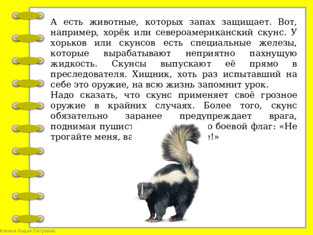 А есть животные, которых запах защищает. Вот, например, хорёк или североамериканский скунс. У хорьков или скунсов есть специальные железы, которые вырабатывают неприятно пахнущую жидкость. Скунсы выпускают её прямо в преследователя. Хищник, хоть раз испытавший на себе это оружие, на всю жизнь запомнит урок. Надо сказать, что скунс применяет своё грозное оружие в крайних случаях. Более того, скунс обязательно заранее предупреждает врага, поднимая пушистый хвост, словно боевой флаг: «Не трогайте меня, вам же будет хуже!»
