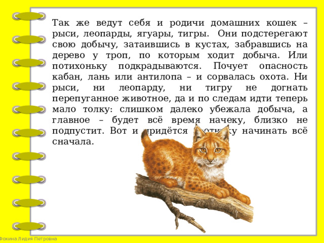 Так же ведут себя и родичи домашних кошек – рыси, леопарды, ягуары, тигры. Они подстерегают свою добычу, затаившись в кустах, забравшись на дерево у троп, по которым ходит добыча. Или потихоньку подкрадываются. Почует опасность кабан, лань или антилопа – и сорвалась охота. Ни рыси, ни леопарду, ни тигру не догнать перепуганное животное, да и по следам идти теперь мало толку: слишком далеко убежала добыча, а главное – будет всё время начеку, близко не подпустит. Вот и придётся охотнику начинать всё сначала.