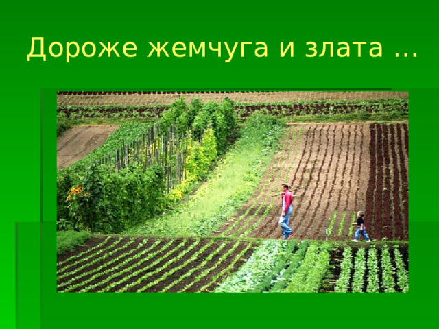Дороже жемчуга и злата …