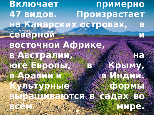 Лава́нда ( лат. Lavandula ) — род растений семейства яснотковых. Включает примерно 47 видов. Произрастает на Канарских  островах, в северной и восточной Африке, в Австралии, на юге Европы, в Крыму, в Аравии   и в Индии. Культурные формы выращиваются в садах во всём мире.