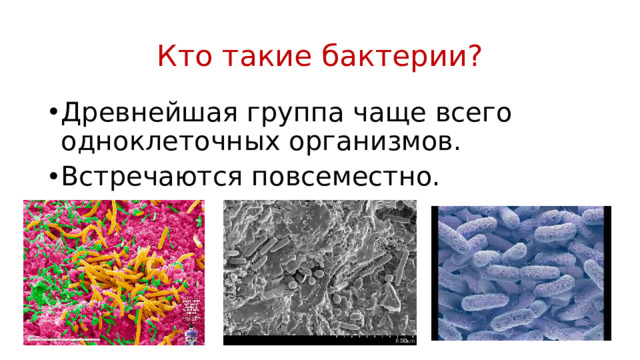 Кто такие бактерии?