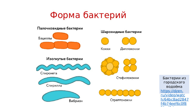 Форма бактерий Бактерии из городского водоёма https://dzen.ru/video/watch/64bc8ad2847f4b74eef6c0f8?f=d2d