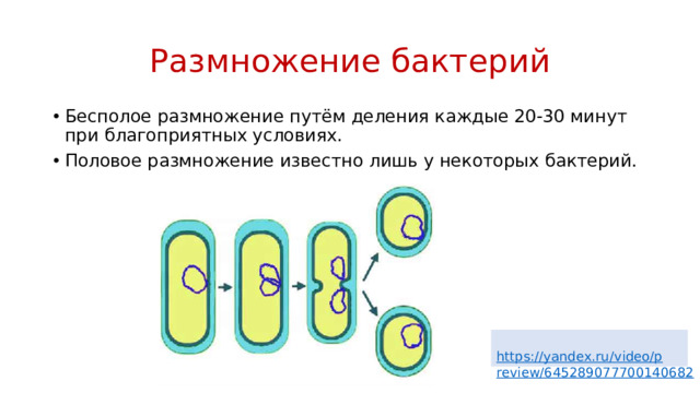 Размножение бактерий Бесполое размножение путём деления каждые 20-30 минут при благоприятных условиях. Половое размножение известно лишь у некоторых бактерий. https://yandex.ru/video/preview/645289077700140682