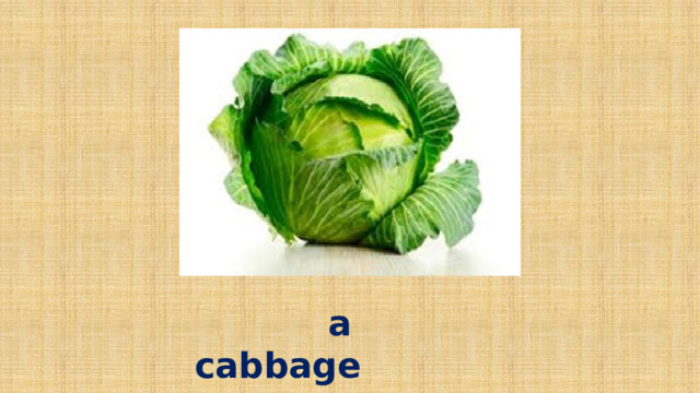 a cabbage