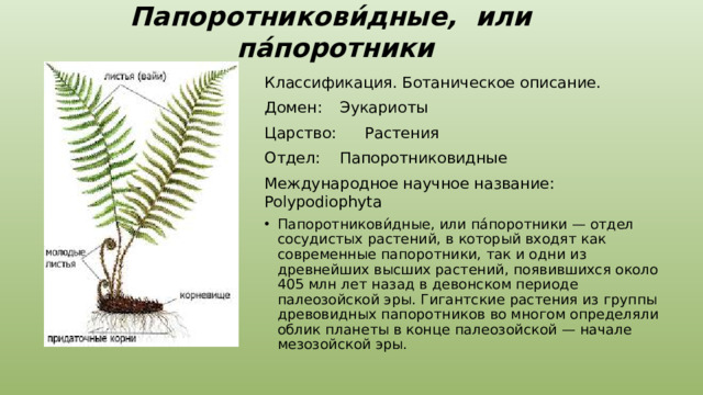 Папоротникови́дные, или па́поротники Классификация. Ботаническое описание. Домен:  Эукариоты Царство:  Растения Отдел:  Папоротниковидные Международное научное название: Polypodiophyta