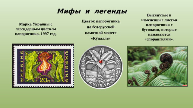 Мифы и легенды Вытянутые и измененные листья папоротника с бутонами, которые называются «спорангиями». Марка Украины с легендарным цветком папоротника. 1997 год. Цветок папоротника на белорусской памятной монете «Купалле»