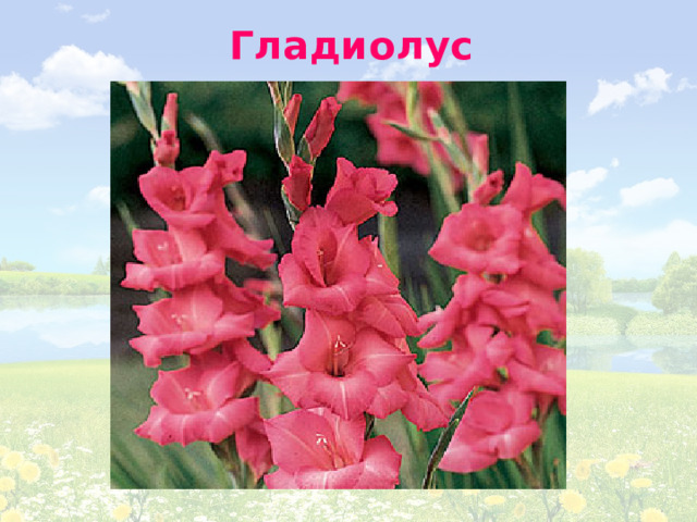 Гладиолус