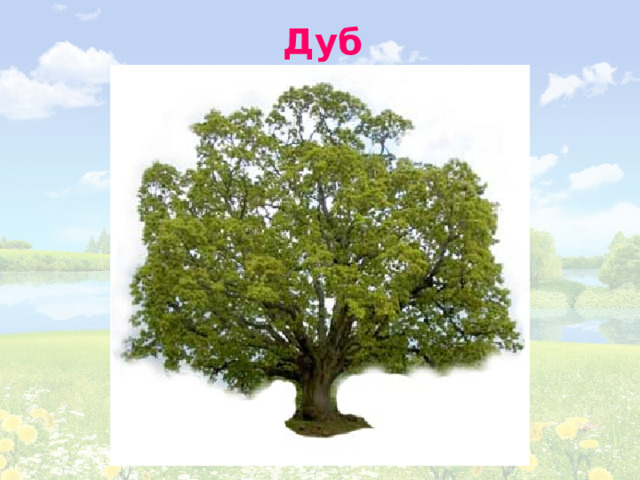Дуб