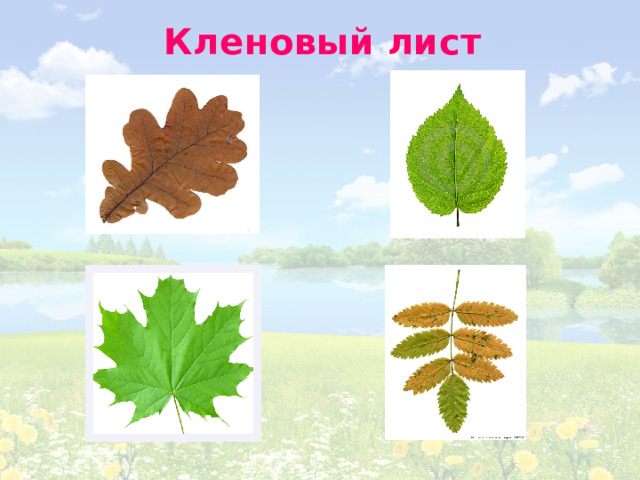 Кленовый лист